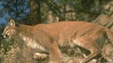 Mountain lion sightings, escaped debris fires spark action - Calaveras Enterprise