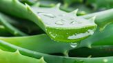 Cómo se prepara el té de aloe vera que aporta beneficios al aparato circulatorio