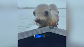 Sea lion hitches ride with UCLA rowing team