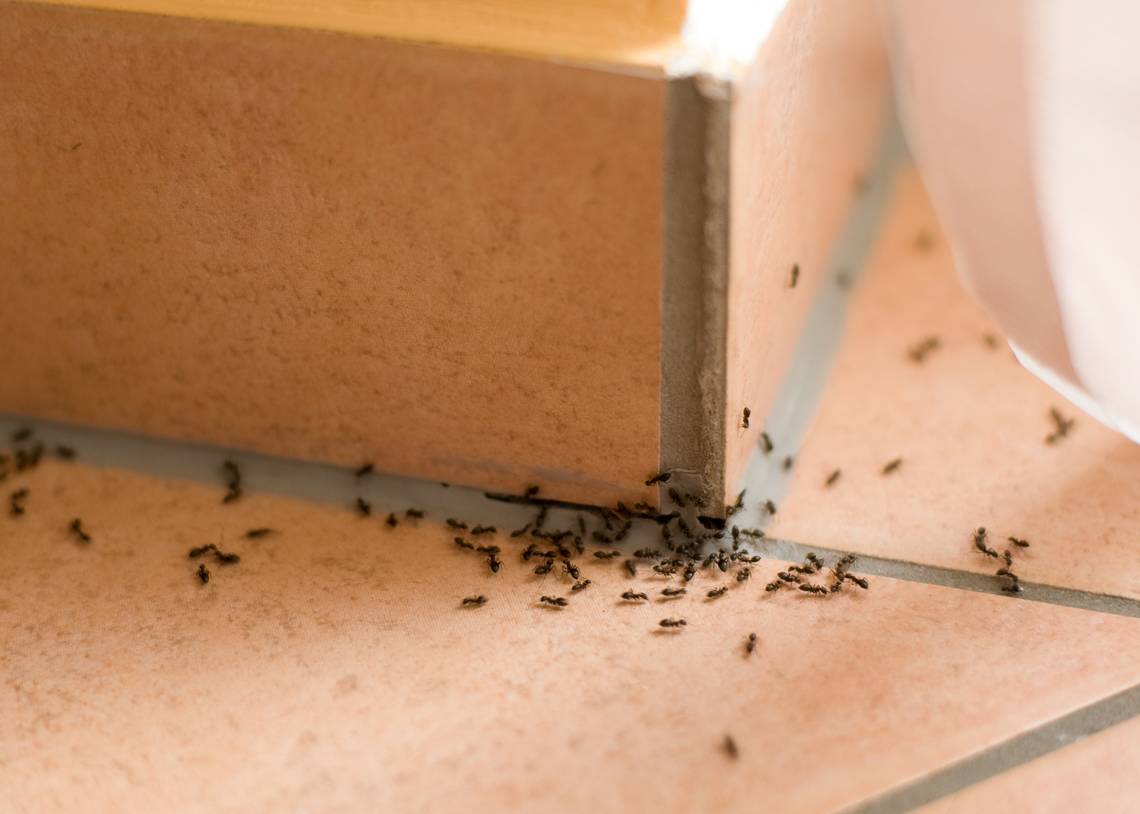 Are the ants marching into your Kansas City home? Here’s why and how to get rid of them