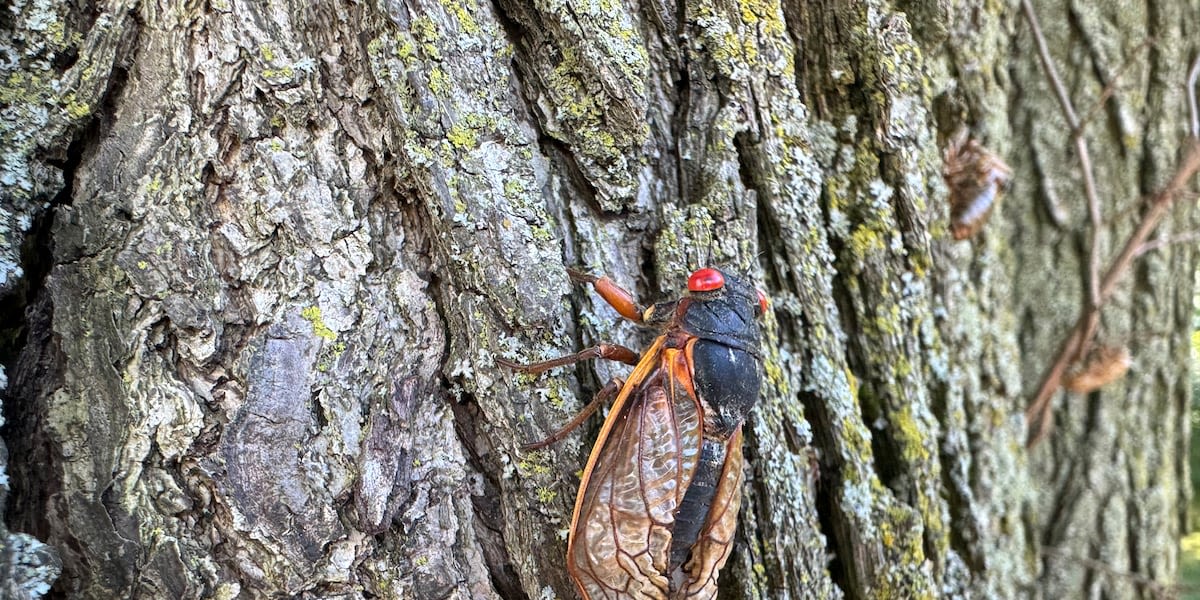 Unlike others parts of Missouri, Kansas City has dodged ‘Cicada-geddon’