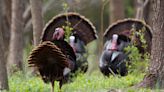 'The Gobbler Party' Is One of Charlie Elliott's Best Turkey Hunts, from the Archives