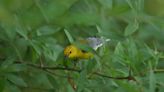 Which Florida birds are about to get new names? Group to rename birds named after humans