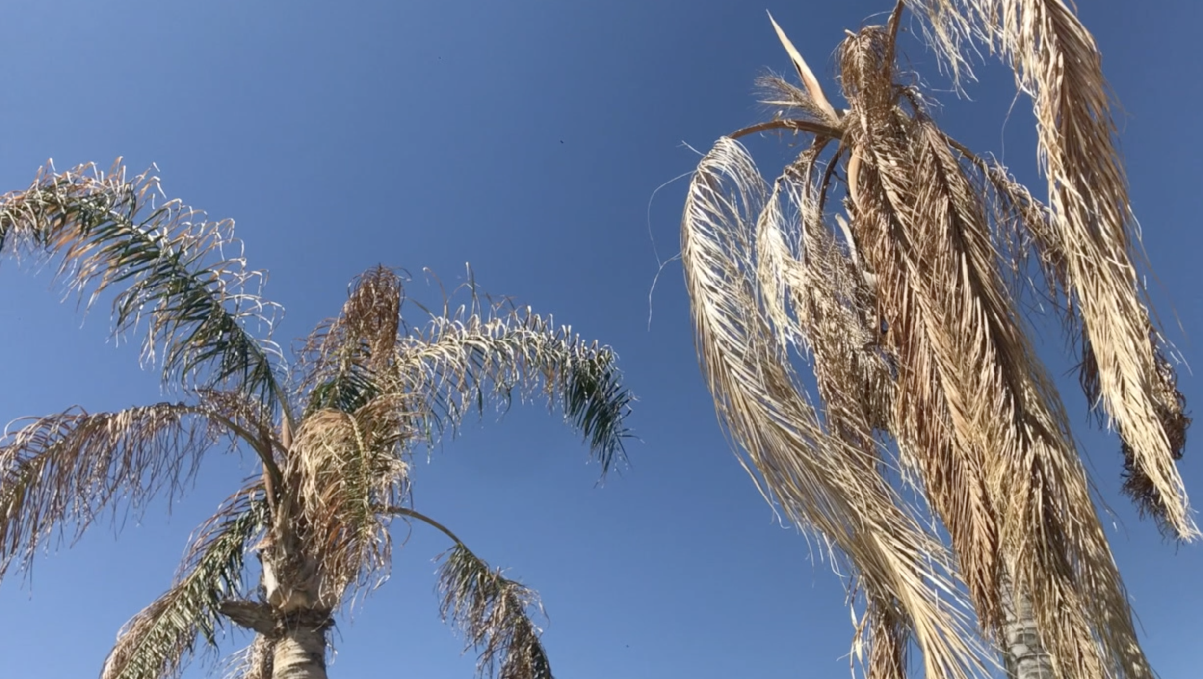 Palm before the storm: why now is the time to trim trees ahead of monsoon season