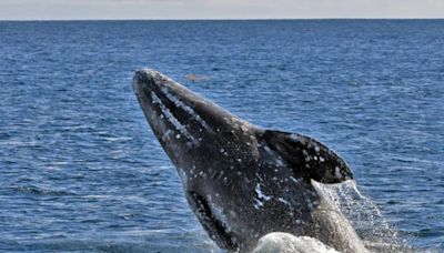 Las ballenas grises del noroeste del Pacífico se están volviendo más pequeñas, dice un estudio