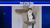 Pet of the Day: Dixie Doodle