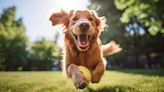 ‘All dogs, big and small, can play’: Bark Bingo in Alexandria is back