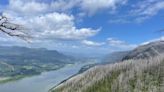 Angels Rest Trail in Columbia River Gorge reopens after aggressive cougar sightings