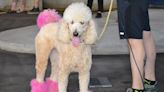 Dog days: Canine carnival attracts hundreds to downtown Windsor