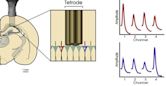 Tetrode (biology)