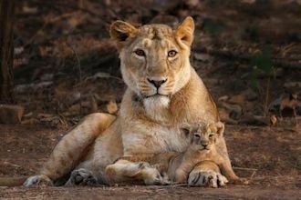 Asiatic lion