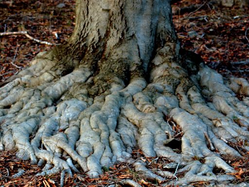 Killing Tree Roots Yourself Is Easy—Here's How to Do It