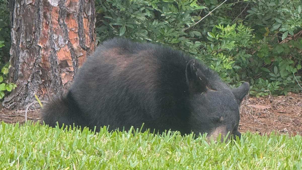 Bear spotted limping in Golden Gate Estates backyard