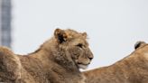 African lion cub 'Lomelok' dies at Lincoln Park Zoo after first of its kind surgery