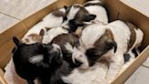 Puppies dumped in shoe box have ‘miracle’ reunion with mother