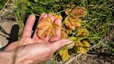 Eight new shoots emerge from Sycamore Gap stump