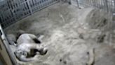 RAW VIDEO: Zoo's CCTV Footage Captures Adorable Moment Elephants Settle Down For A Night's Sleep