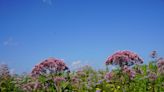 Plant Lovers' Almanac: Dog days of summer are a challenging time for gardeners