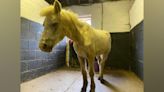 Appeal after horses injured by teenagers