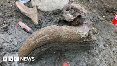 'Mammoth graveyard' near Cirencester yields more fossil wonders