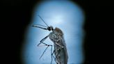Mosquitoes carrying a virus that causes paralysis and death are becoming immune to common bug sprays