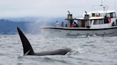 One 'Traumatized' Orca May Have Taught Whales to Sink Boats, But Some Experts Say They’re Just 'Playing'