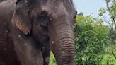 A 2 años del traslado de la elefanta Guillermina a Brasil: así está hoy y la tierna foto cuando apenas nació | Sociedad