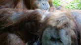 Batu, an orangutan at the Woodland Park Zoo is expecting