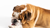 Vet Lists Most Common Dog Breeds Who Suffer From Environmental Allergies
