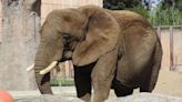 Jueza otorga amparo a Ely, la elefanta más triste del mundo
