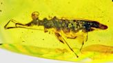 Talk about bug-eyed, this critter fossilized in amber could see in 360 degrees