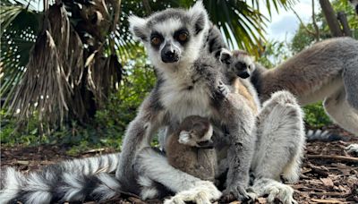 Cotswold Wildlife Park's Lemur Week marked by 70th breeding success