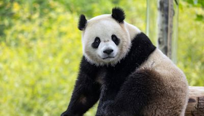 Pausa en las tensiones entre Estados Unidos y China: los osos panda regresan a Washington