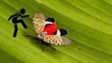 Alert: New Jersey's Spotted Lanternfly Season Approaches