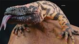Arizona loves its lizards: Community helps ASU researcher uncover secrets of Gila monster DNA
