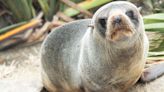 Seal Bursts Into Home Through Pet Flap, Temporarily Ousts Family Cat