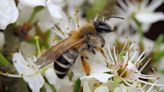 ¿Por qué hay cada vez menos salpicaduras de insectos en los coches?