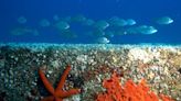 Artificial coral reefs showing early signs they can mimic real reefs killed by climate change – new research