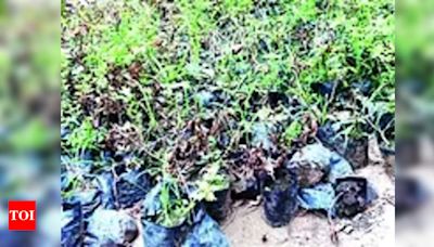 Government Plans to Plant 38 Lakh Saplings in Ayodhya this Year | Lucknow News - Times of India