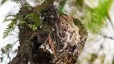 Eastern screech owl pair make home in hollowed out tree at Six Mile Cypress Slough