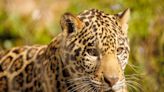 Happy birthday, Banks! No longer a cub, beloved Jacksonville Zoo Jaguar is 1 year old