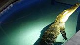 Man bitten by alligator at Florida motel after mistaking it for dog
