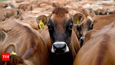 Over 650 dairies still operating in Bhopal | Bhopal News - Times of India