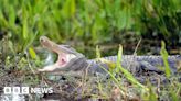 Tropical Storm Debby brings alligators into streets, pools