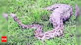 Python swallows goat in Ganjam | Bhubaneswar News - Times of India