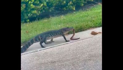 Gator strolls through Florida beach town ‘casually eating a snake’