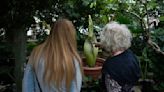 Does Como Conservatory's blooming corpse flower really smell like a corpse? The experts weigh in.