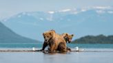 Experiencia salvaje en busca de osos pardos en el Parque Nacional Katmai