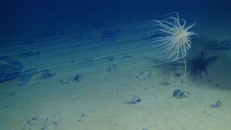 Scientists discover ‘dark’ oxygen being produced more than 13,000 feet below the ocean surface | CNN