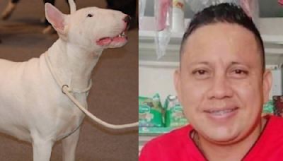 Perro de raza Bull Terrier atacó brutalmente a un veterinario: quedó gravemente herido | El Nuevo Día